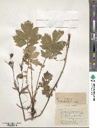 Geum rivale image