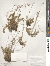 Geum rossii image