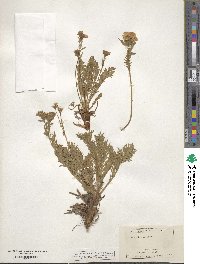 Geum rossii image