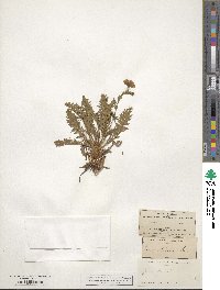 Geum rossii image