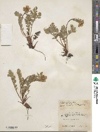 Geum rossii image