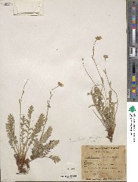 Geum rossii image