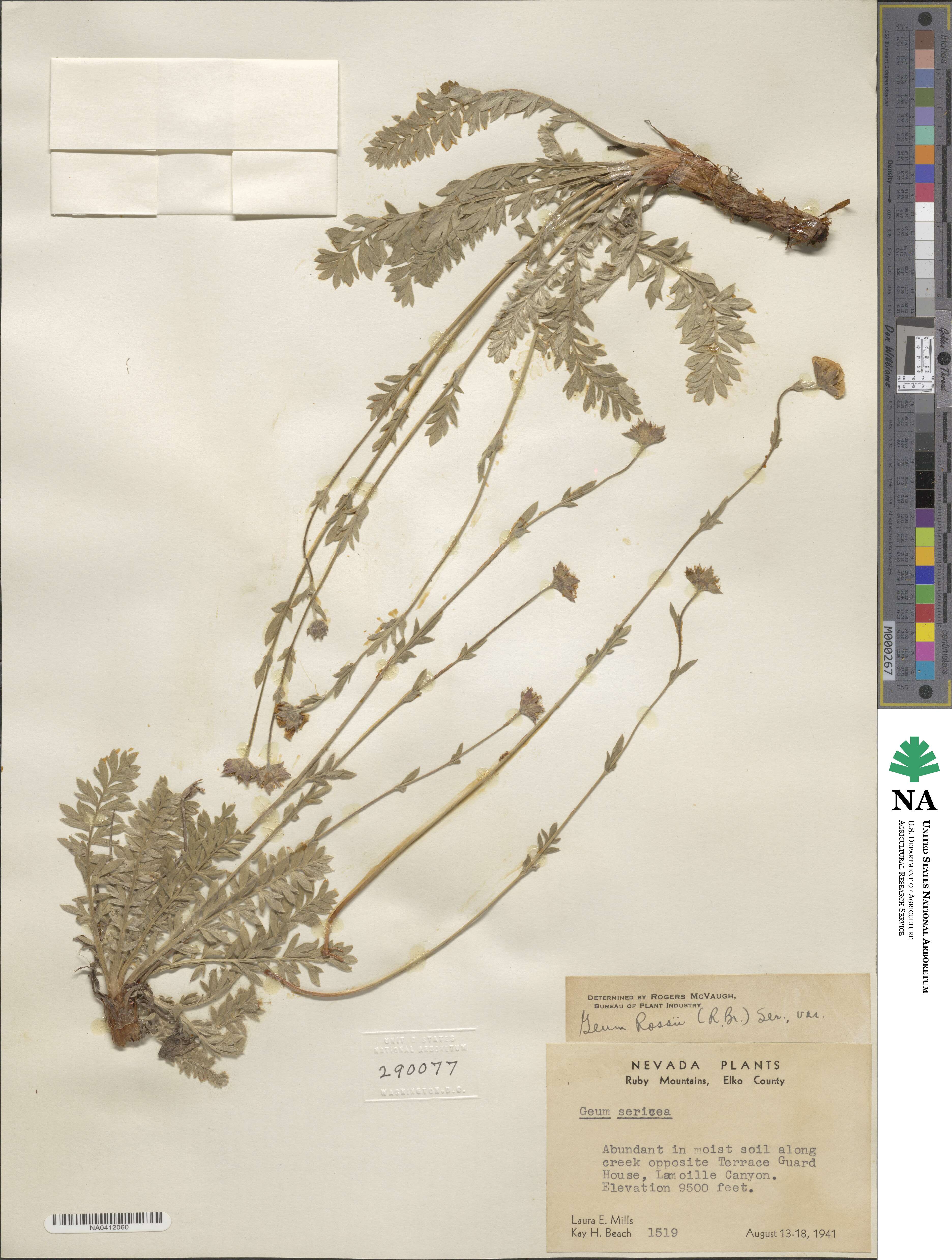 Geum rossii image