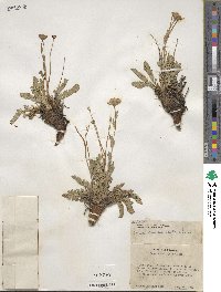 Geum rossii image