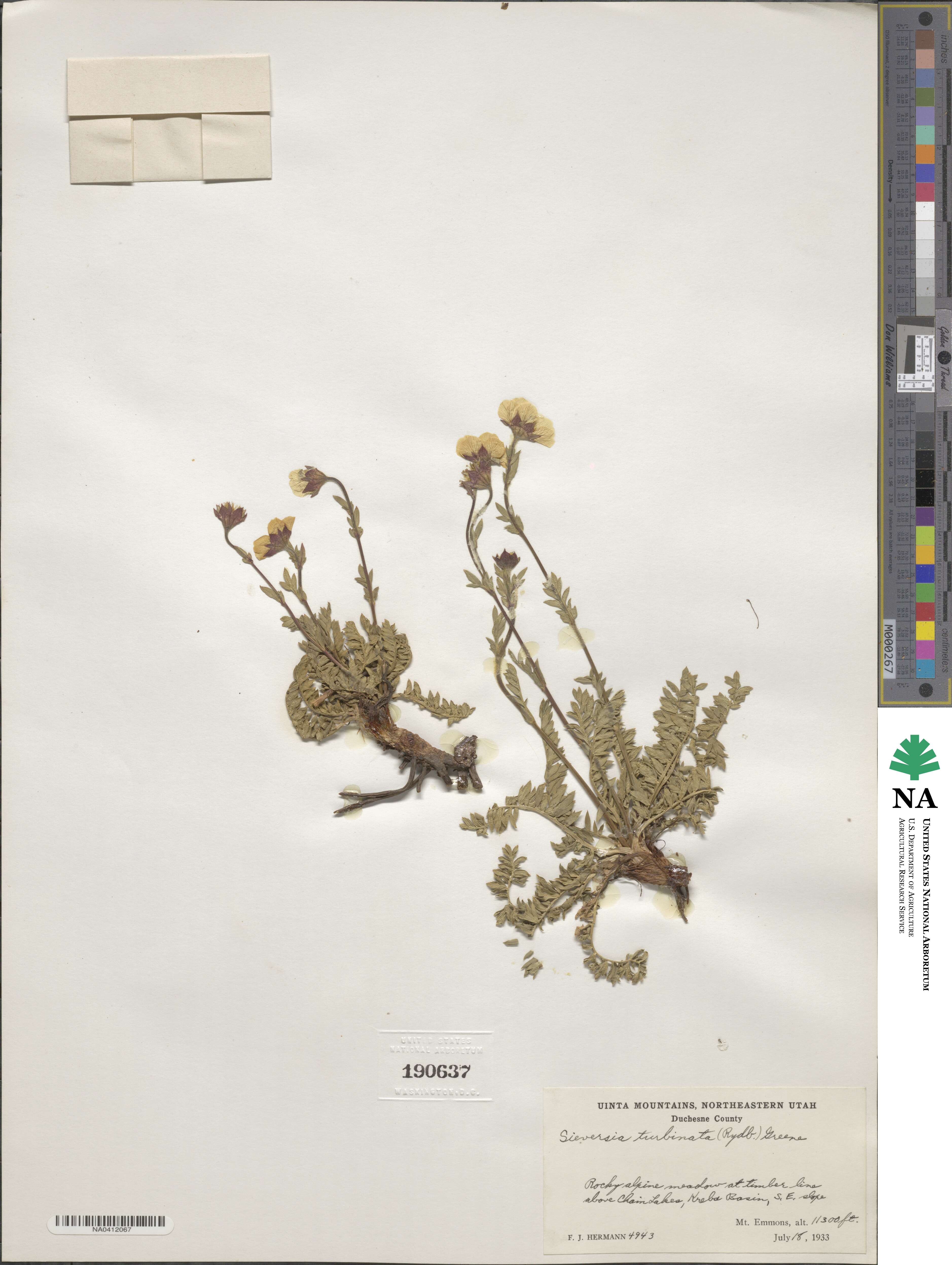 Geum rossii image