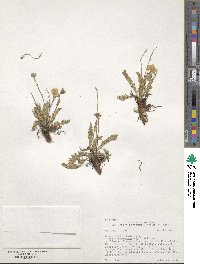 Geum rossii image