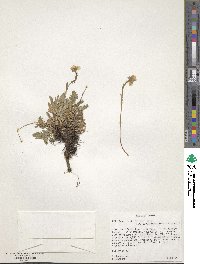 Geum rossii var. turbinatum image