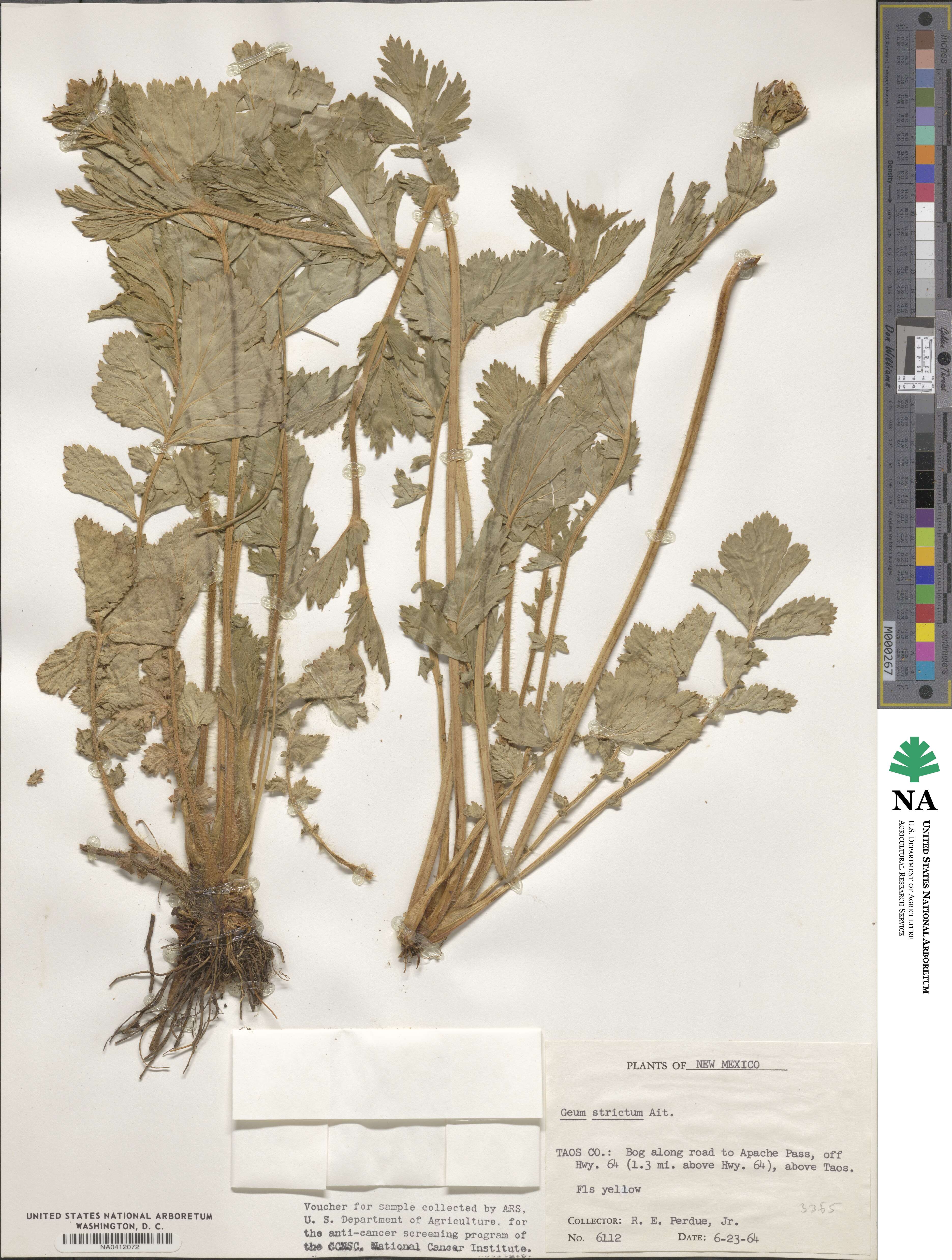 Geum aleppicum image