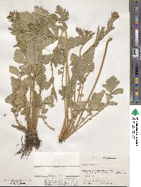 Geum aleppicum image