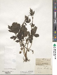 Geum aleppicum image