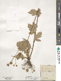 Geum aleppicum image