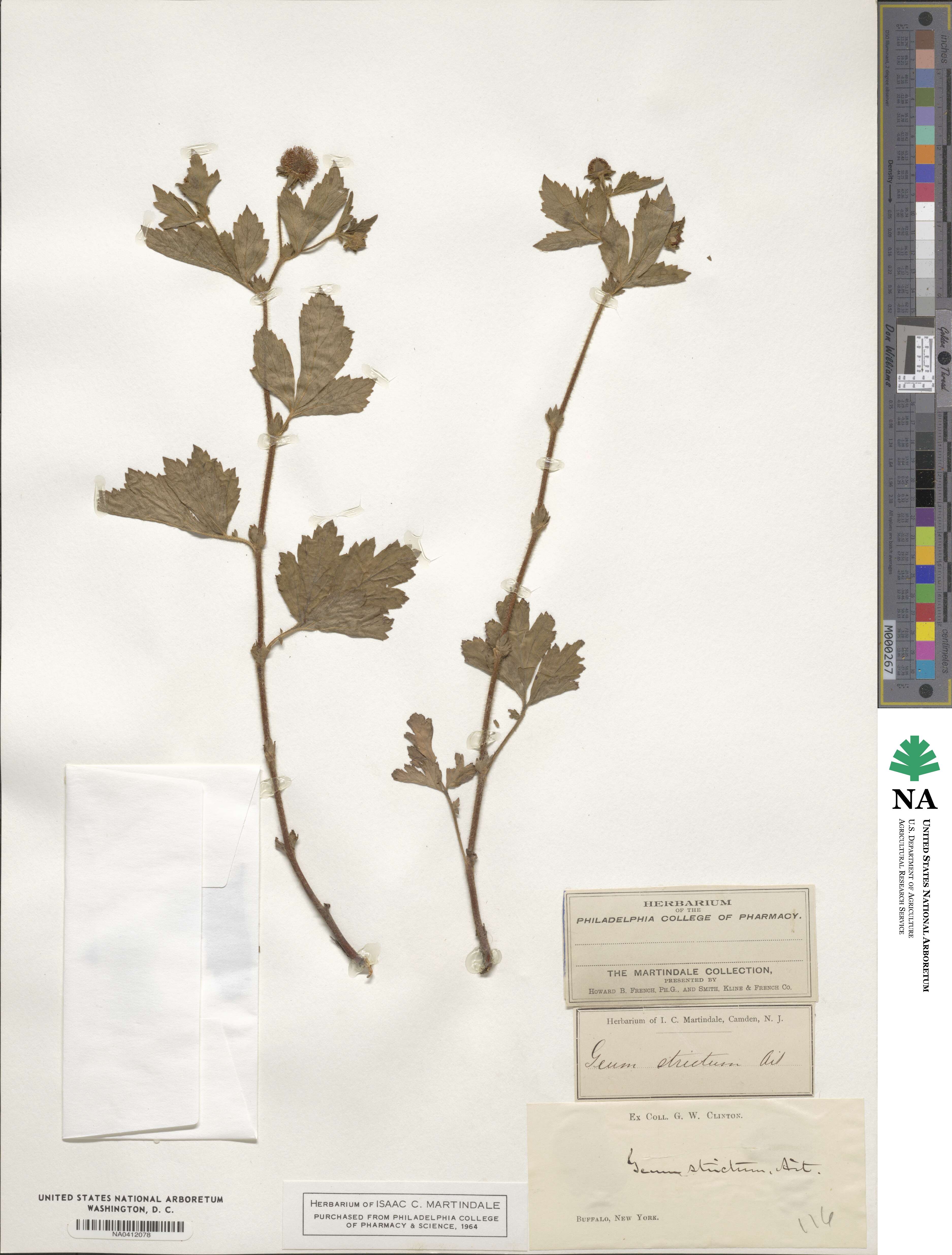 Geum aleppicum image