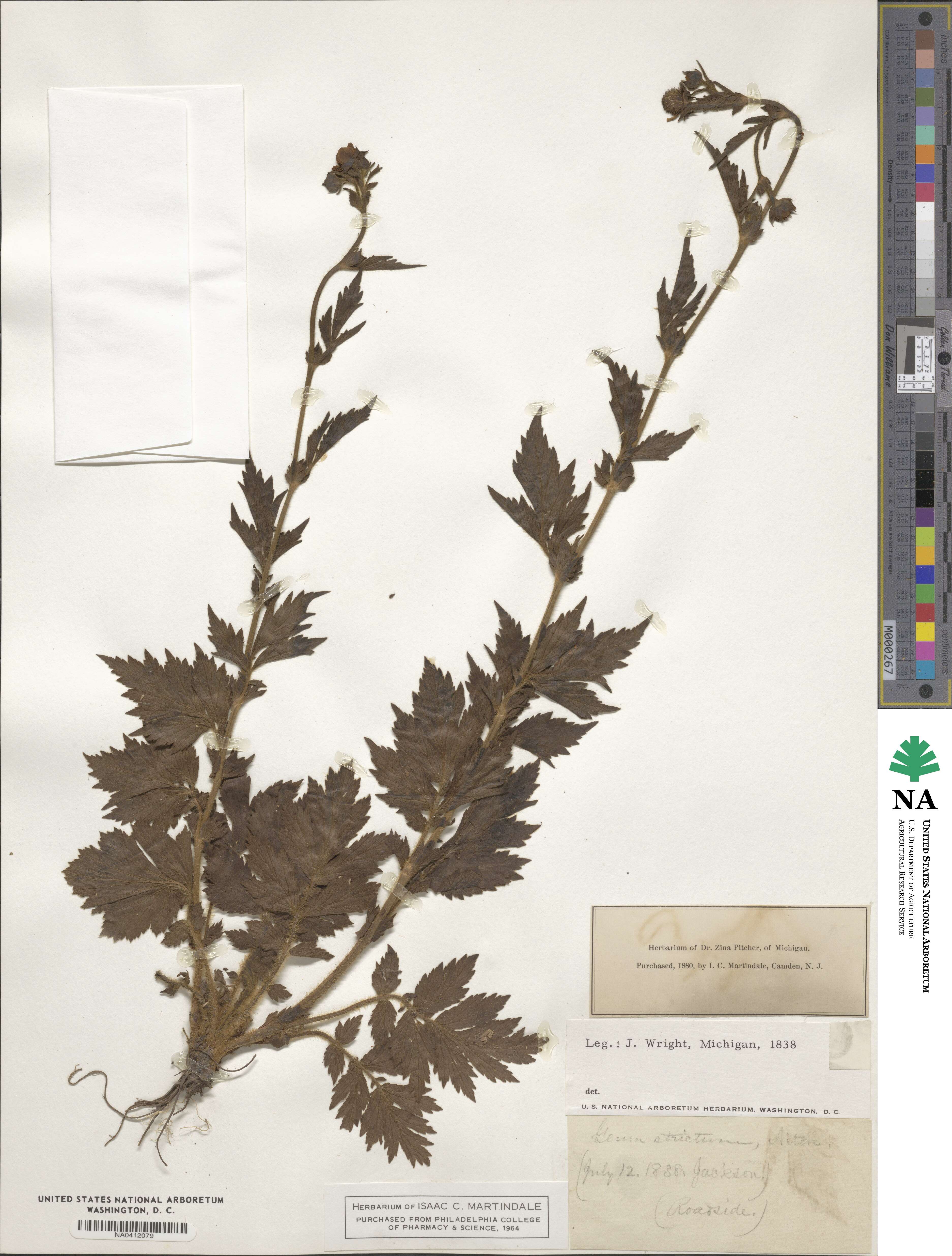 Geum aleppicum image