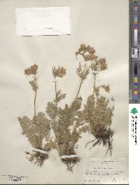 Geum triflorum image