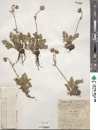 Geum triflorum image