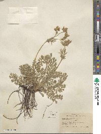 Geum triflorum image