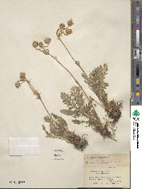 Geum triflorum image