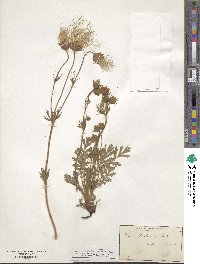 Geum triflorum image