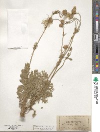 Geum triflorum image