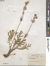 Geum triflorum image