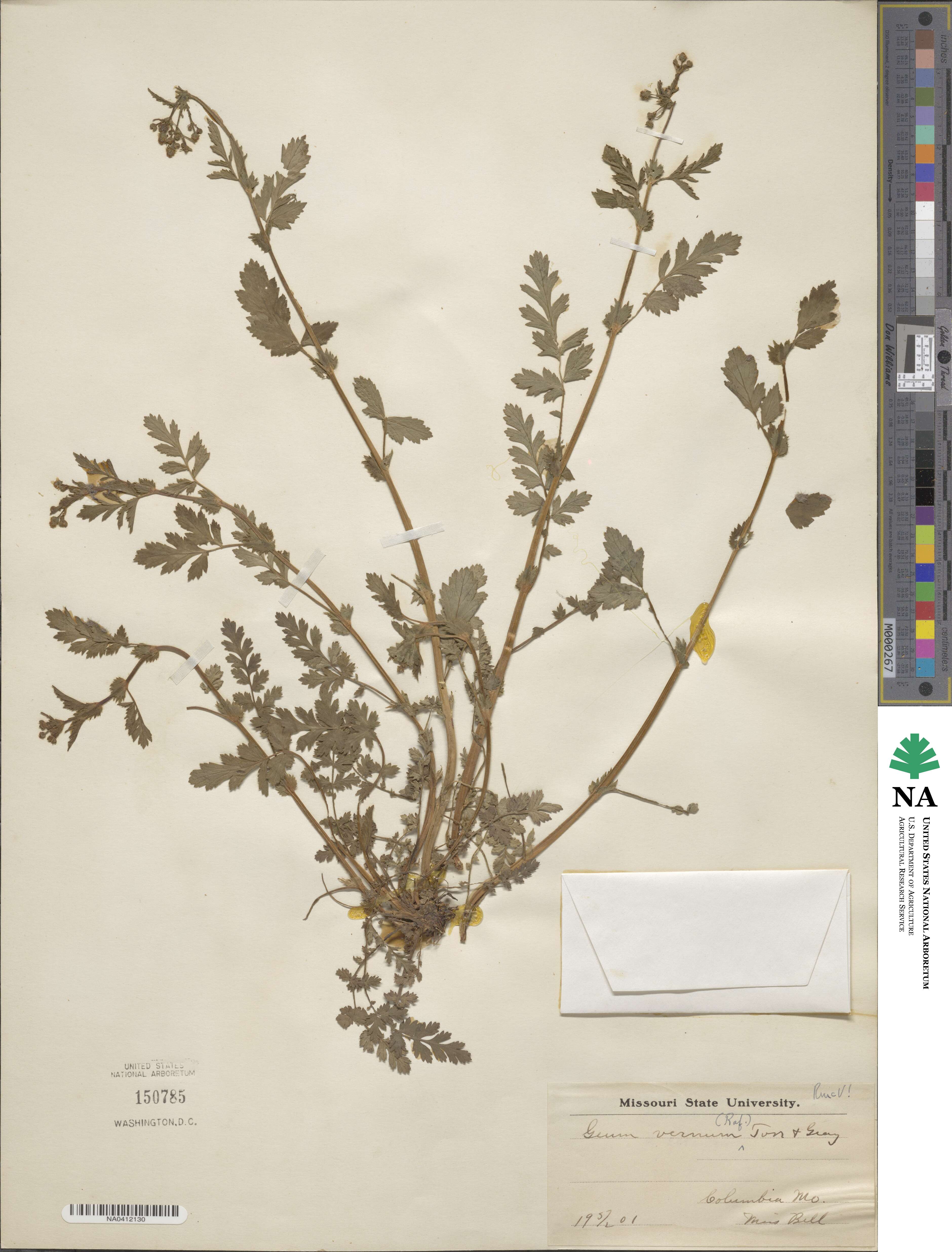 Geum vernum image