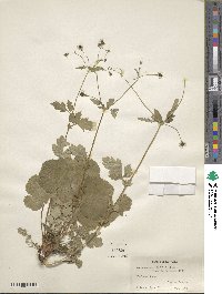 Geum vernum image