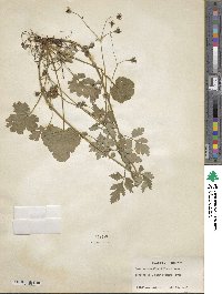 Geum vernum image