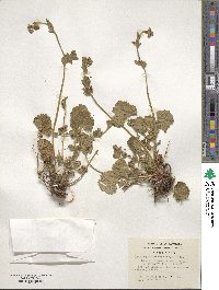 Geum magellanicum image