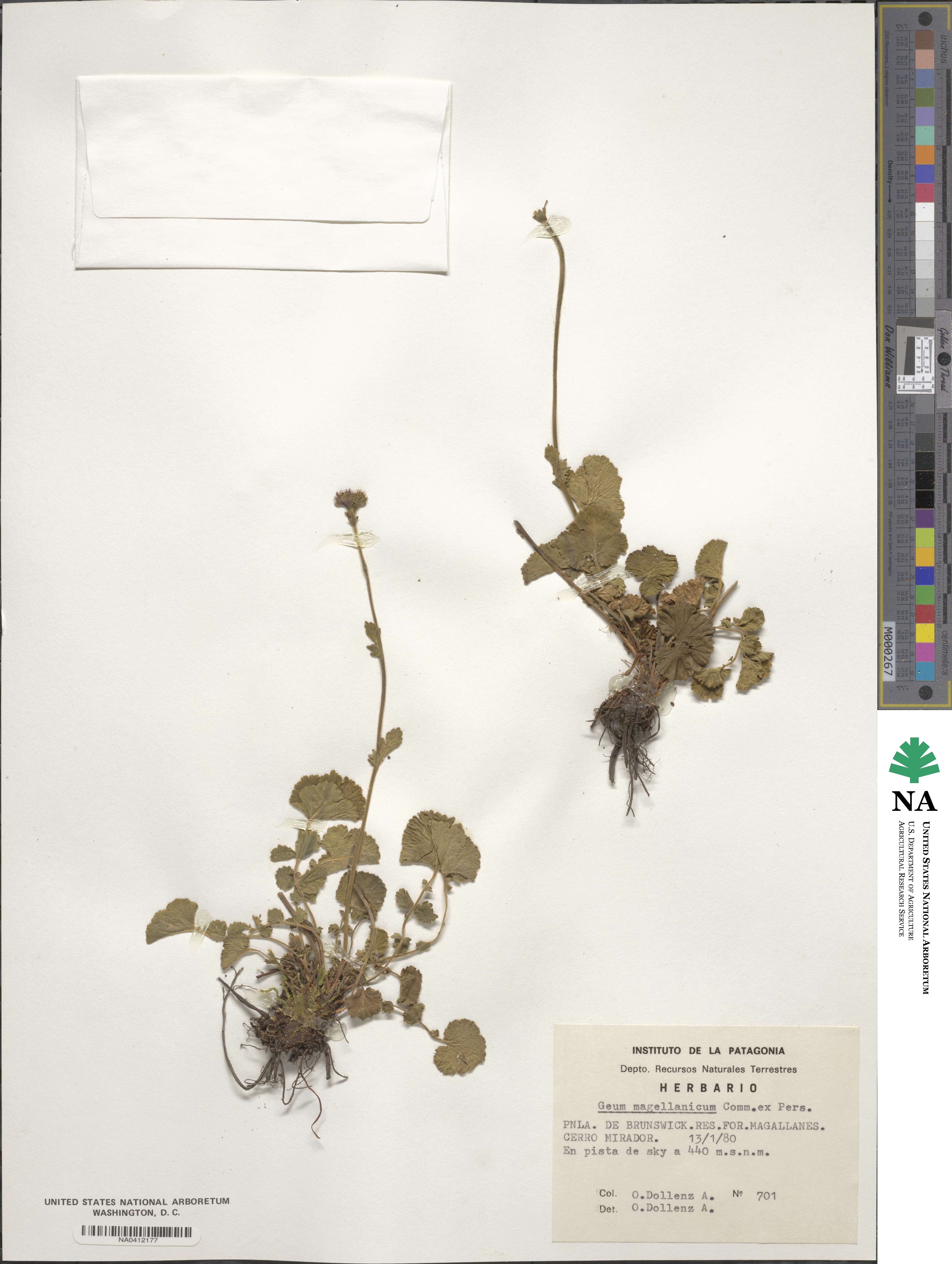 Geum magellanicum image