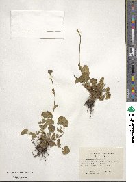 Geum magellanicum image