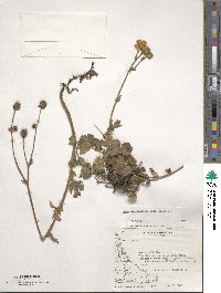 Geum magellanicum image