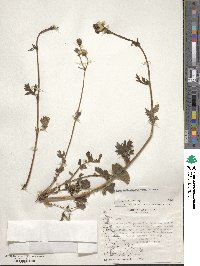 Geum magellanicum image