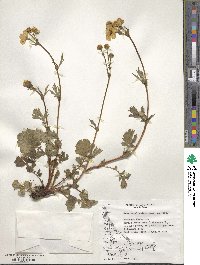 Geum magellanicum image