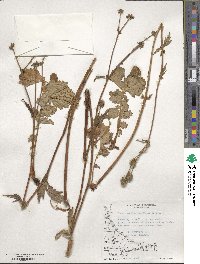 Geum magellanicum image