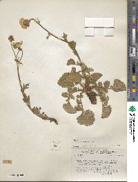 Geum magellanicum image