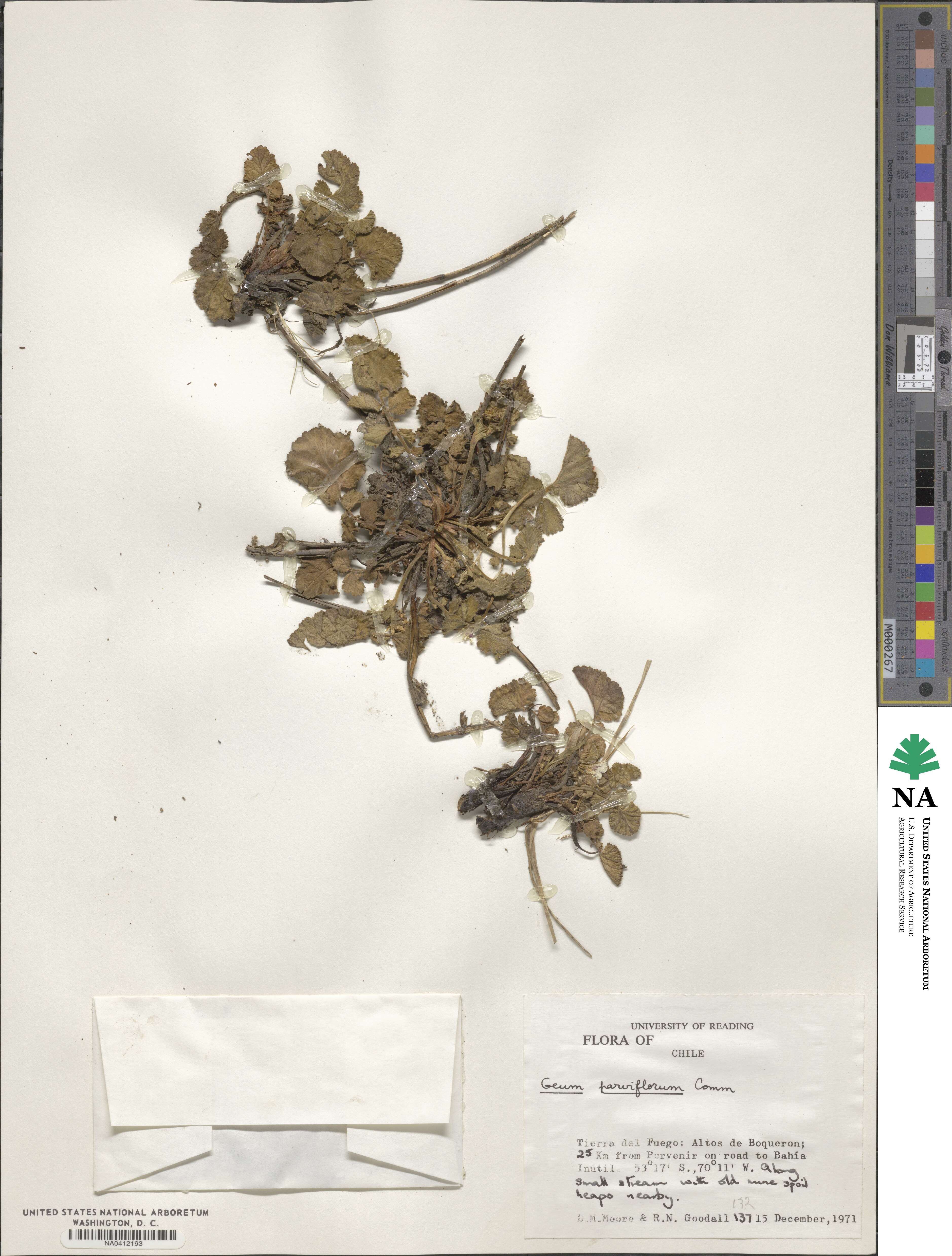 Geum parviflorum image