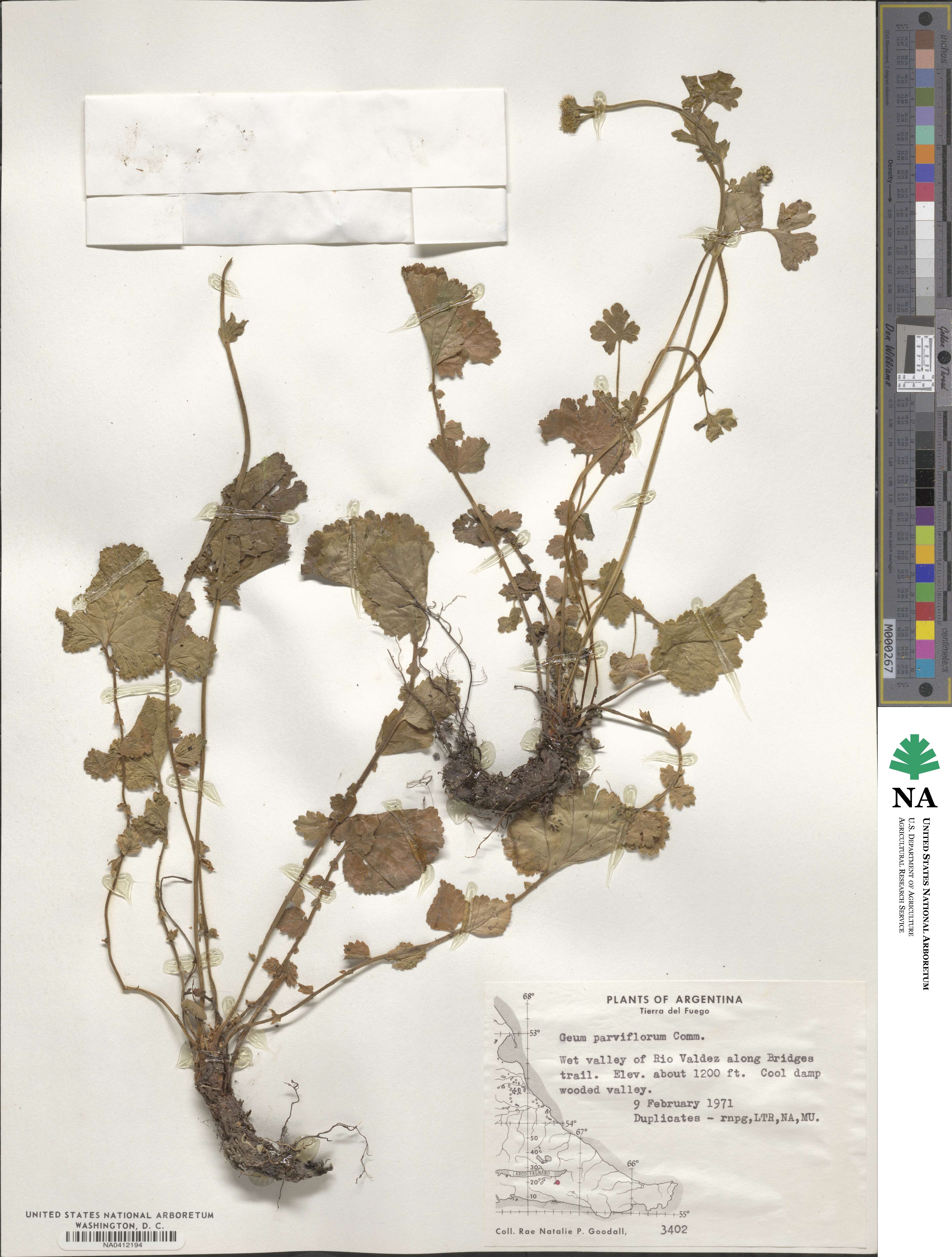 Geum parviflorum image