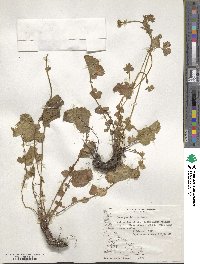 Geum parviflorum image