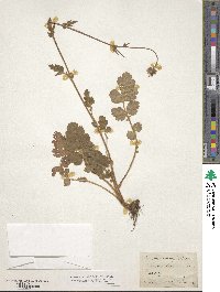 Geum hispidum image