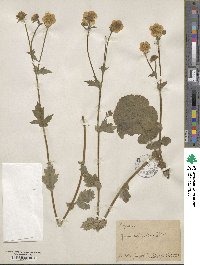 Geum × sudeticum image