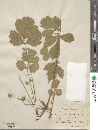 Geum intermedium image