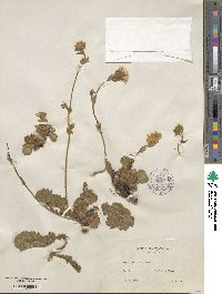 Geum montanum image