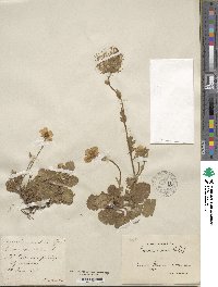 Geum montanum image