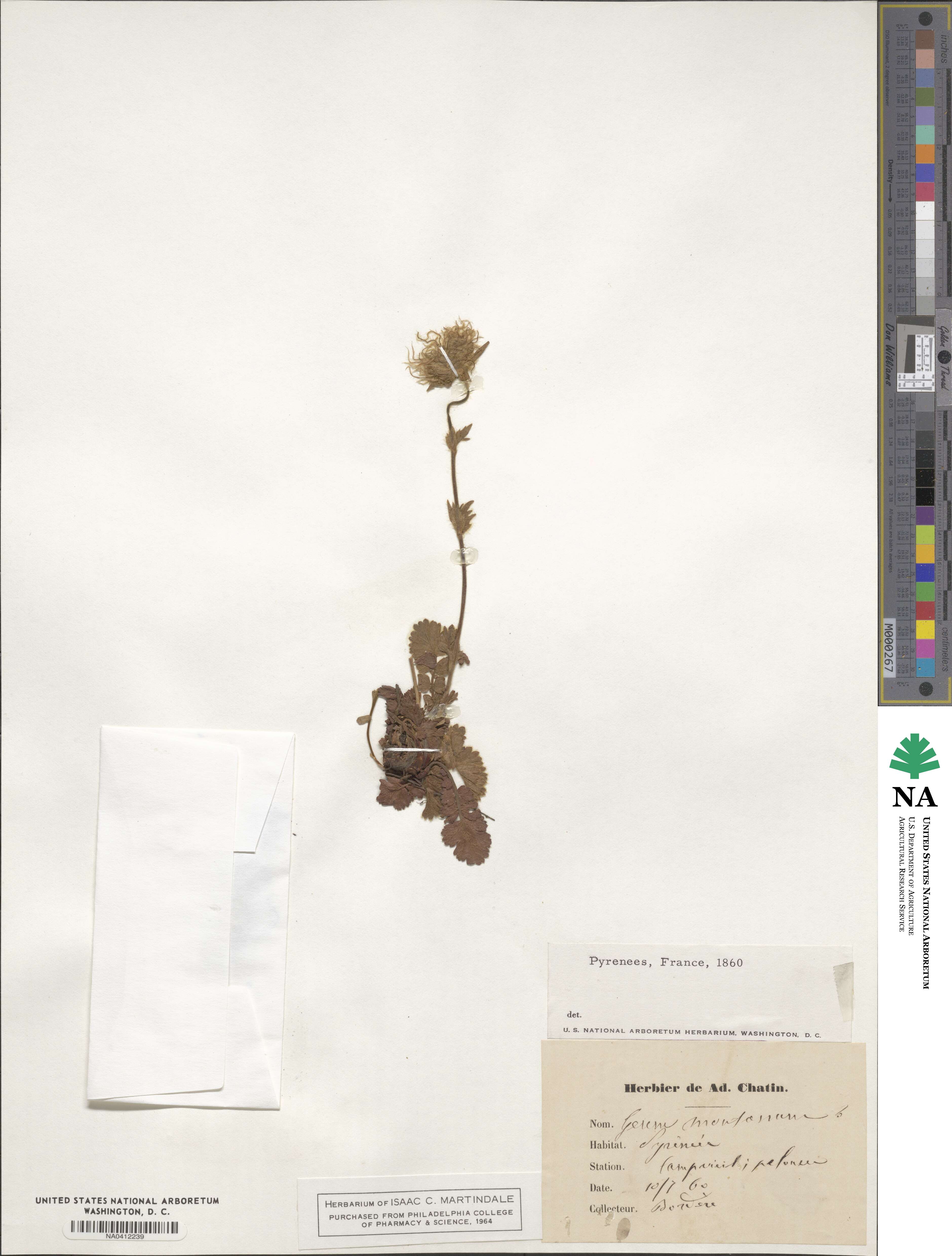 Geum montanum image