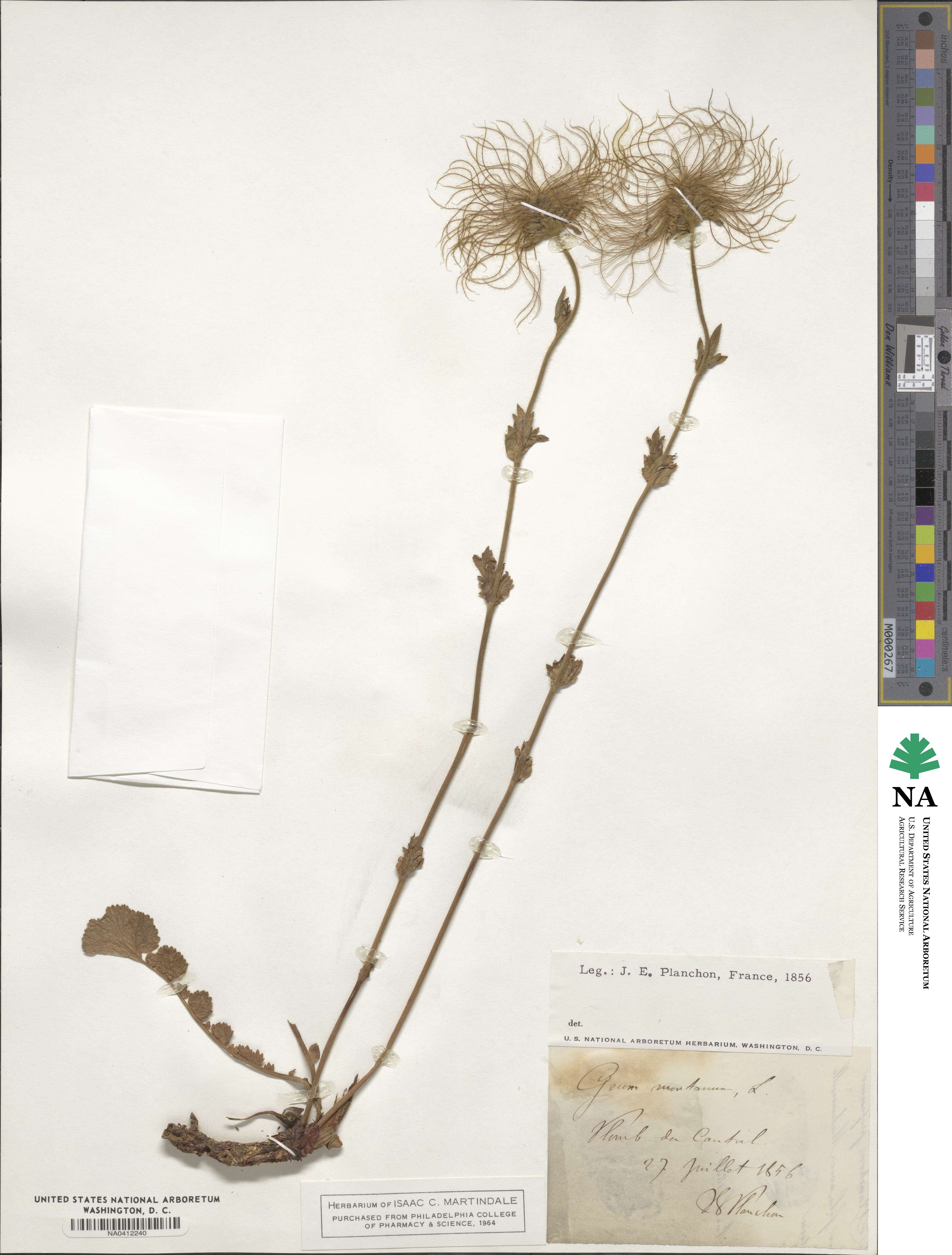 Geum montanum image