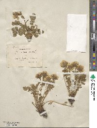 Geum reptans image