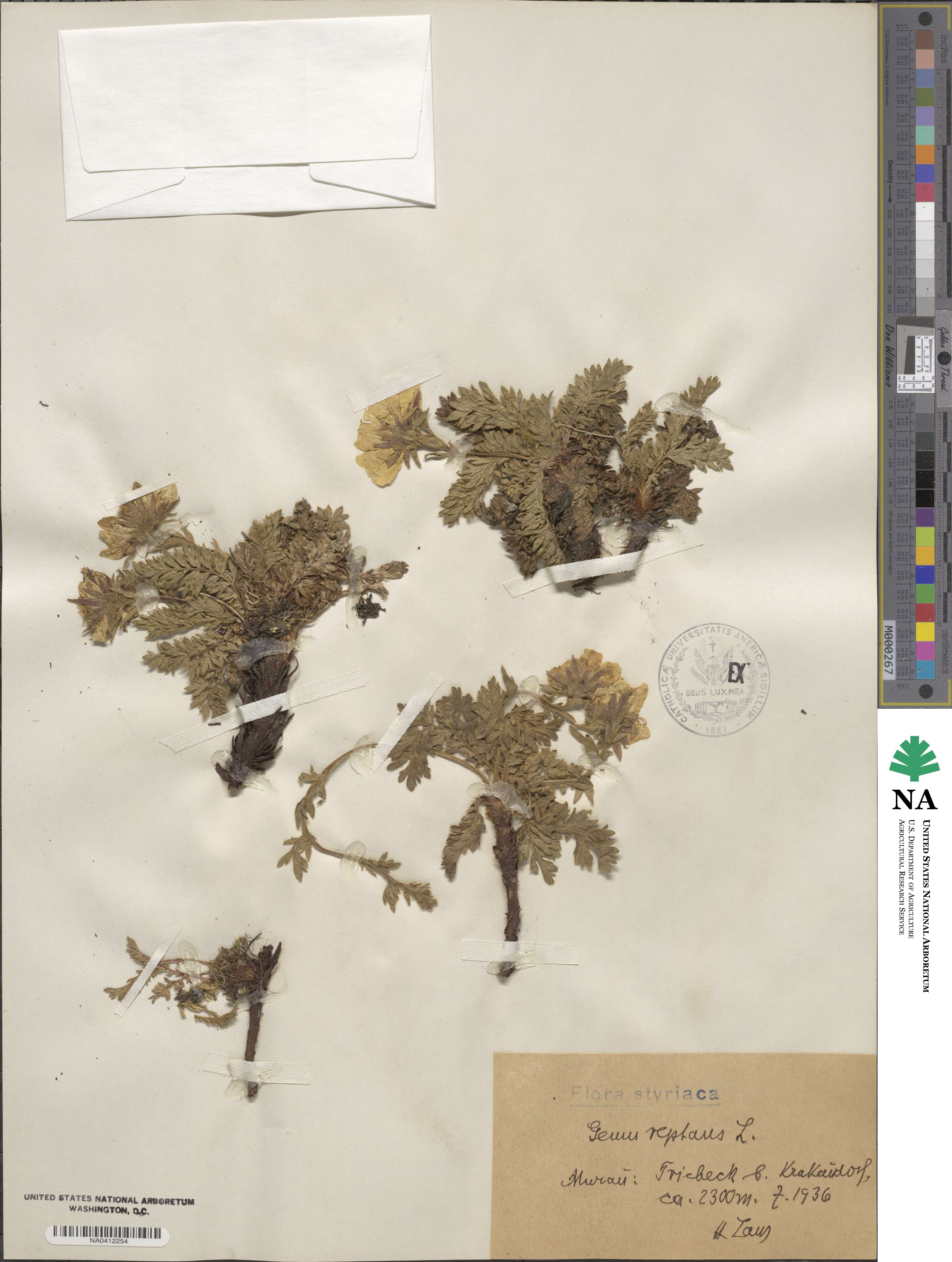 Geum reptans image