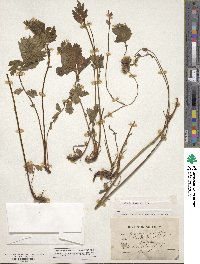 Geum rivale image