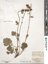 Geum rivale image