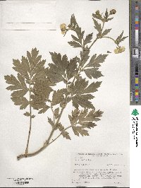 Geum aleppicum image